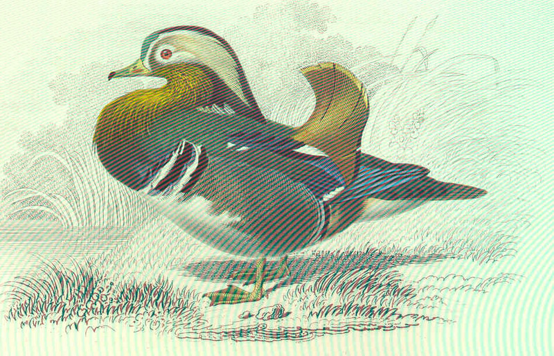 mandarin duck (Aix galericulata); DISPLAY FULL IMAGE.