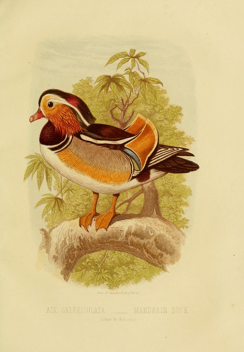 mandarin duck (Aix galericulata); DISPLAY FULL IMAGE.