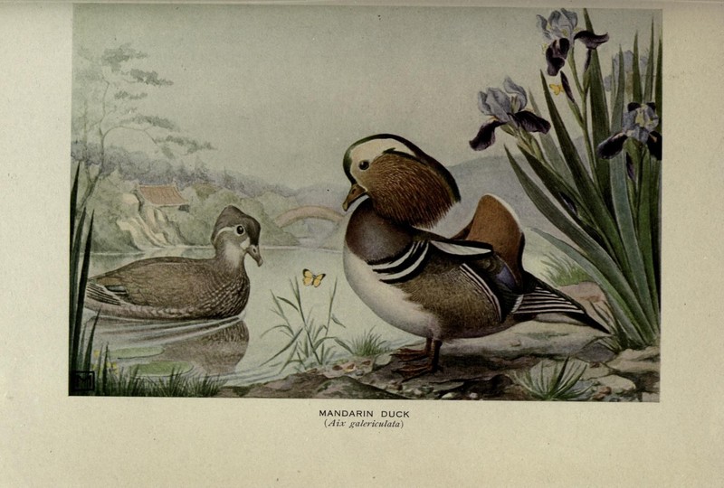 mandarin duck (Aix galericulata); DISPLAY FULL IMAGE.