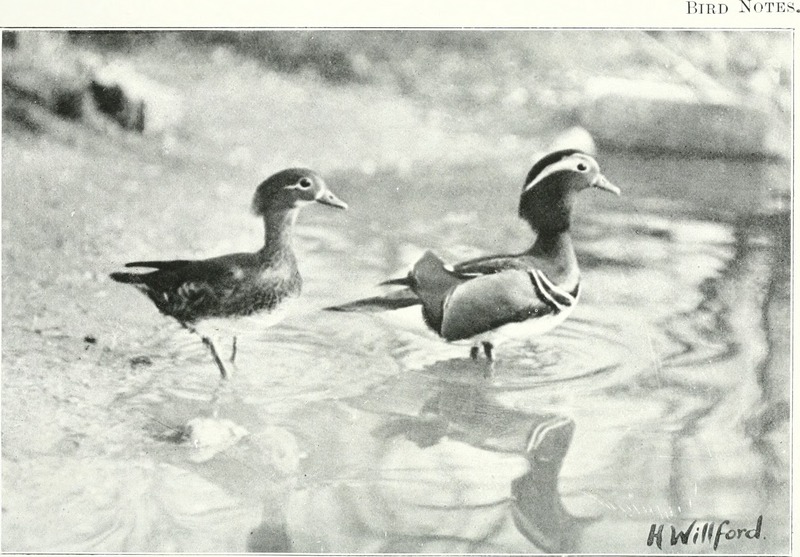mandarin duck (Aix galericulata); DISPLAY FULL IMAGE.