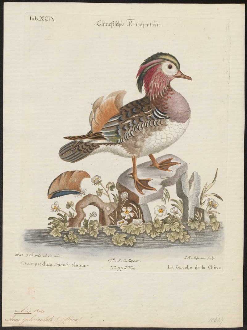 mandarin duck (Aix galericulata); DISPLAY FULL IMAGE.