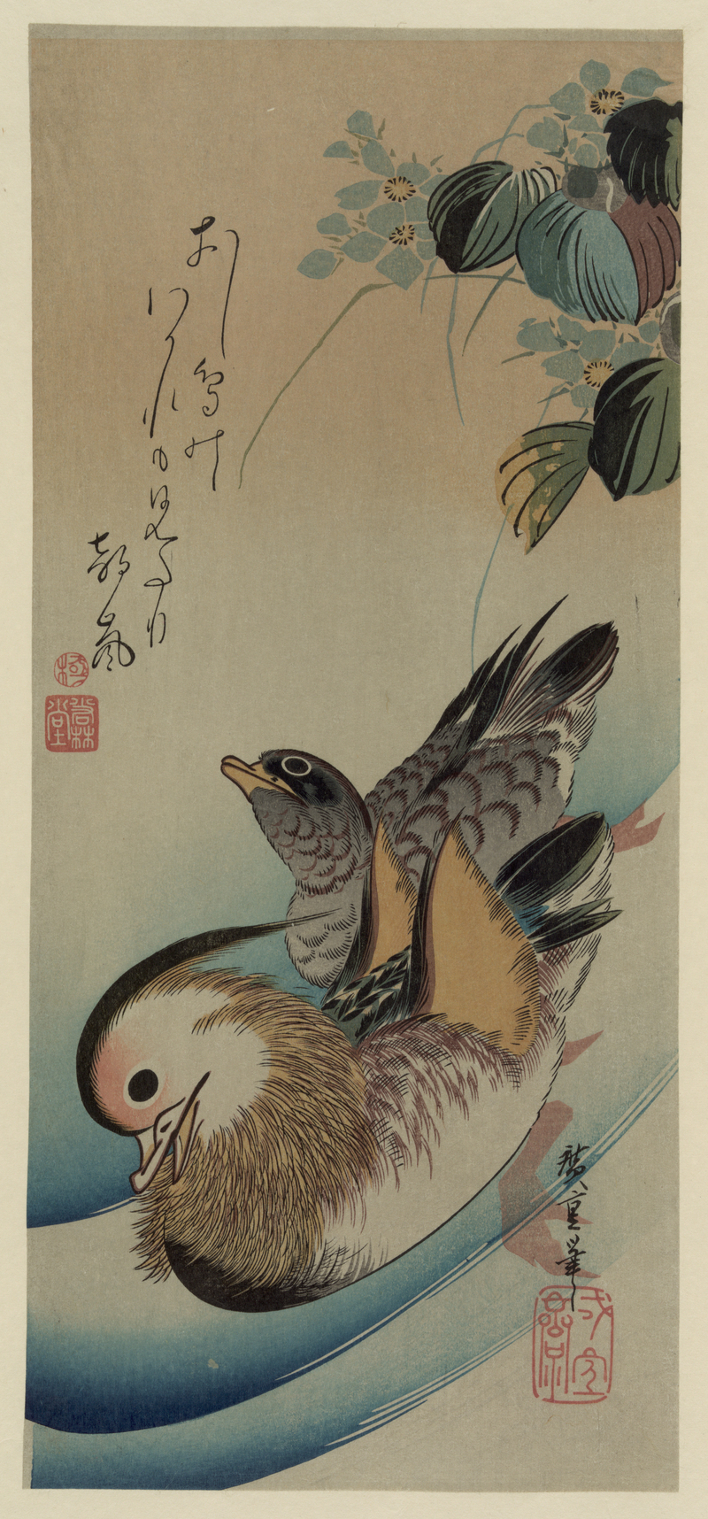 mandarin duck (Aix galericulata); DISPLAY FULL IMAGE.