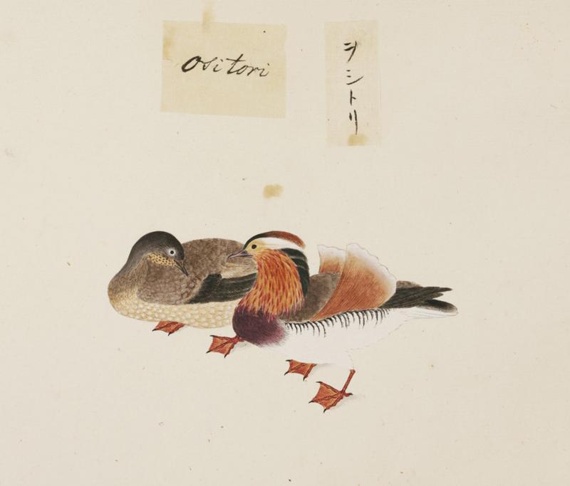 mandarin duck (Aix galericulata); DISPLAY FULL IMAGE.