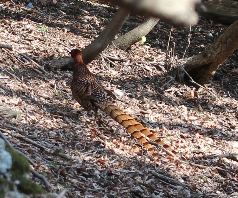 copper pheasant (Syrmaticus soemmerringii); DISPLAY FULL IMAGE.