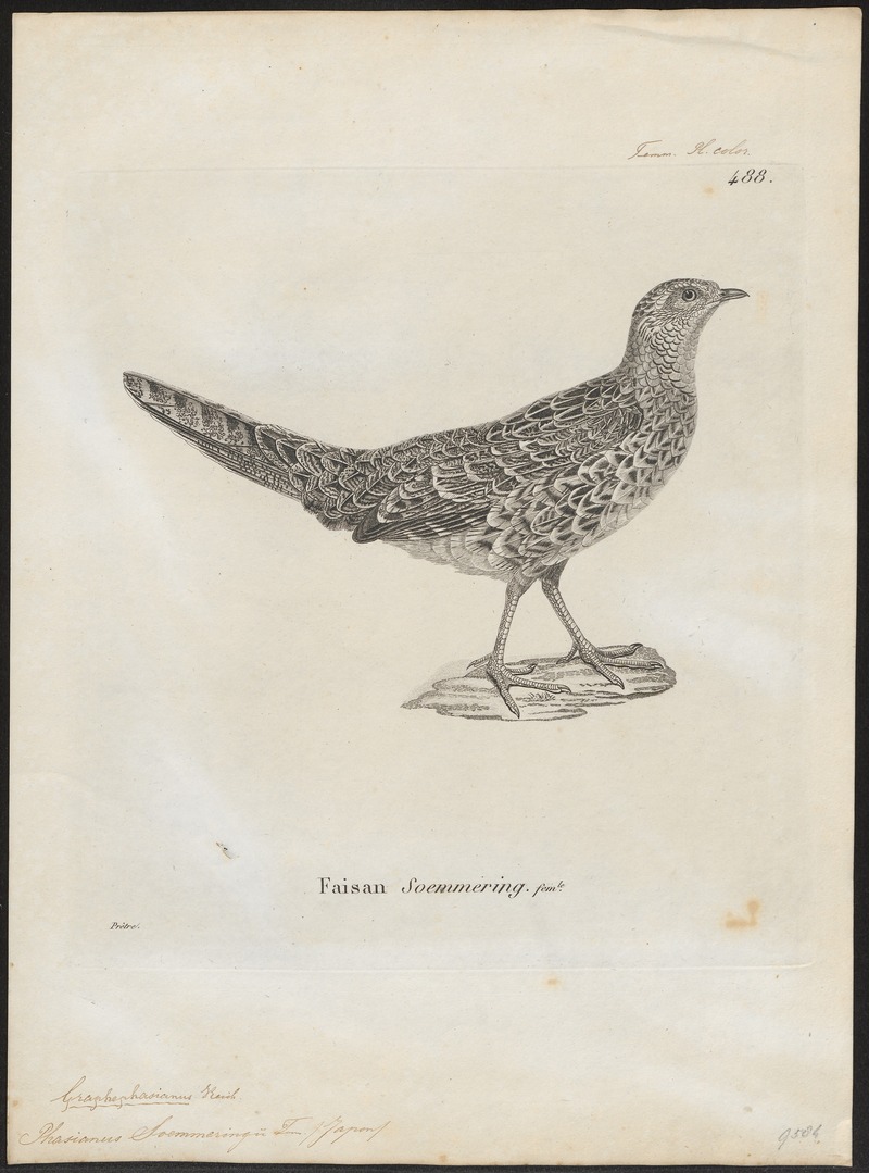 copper pheasant (Syrmaticus soemmerringii); DISPLAY FULL IMAGE.