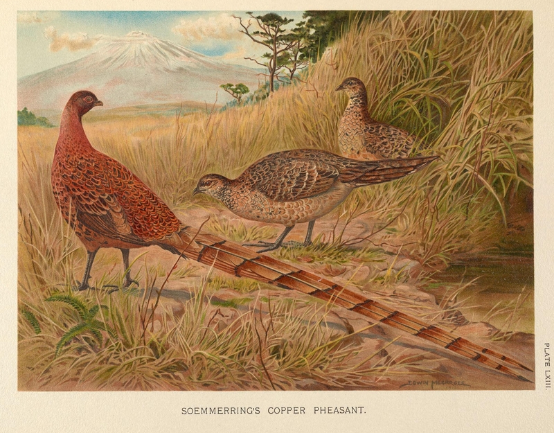 copper pheasant (Syrmaticus soemmerringii); DISPLAY FULL IMAGE.