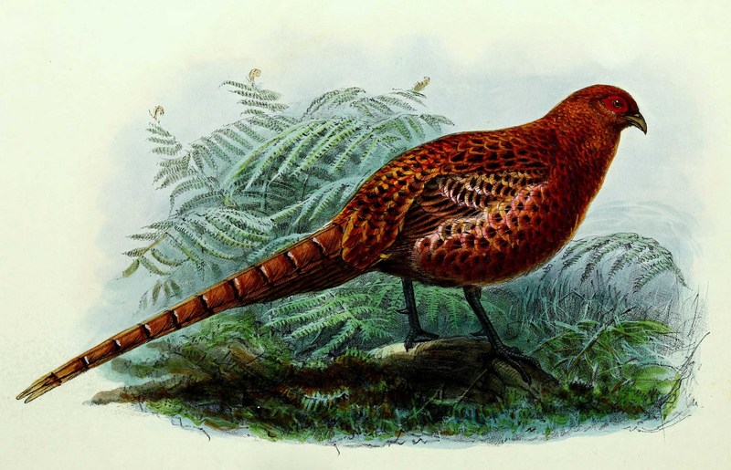 copper pheasant (Syrmaticus soemmerringii); DISPLAY FULL IMAGE.