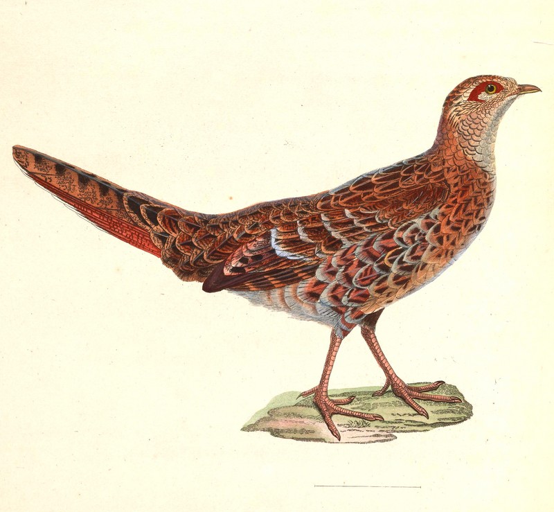 copper pheasant (Syrmaticus soemmerringii); DISPLAY FULL IMAGE.