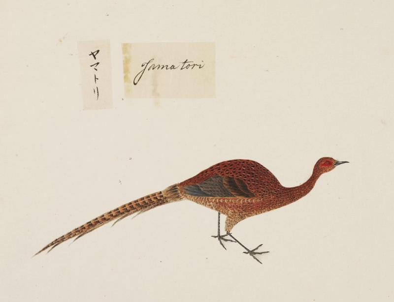 copper pheasant (Syrmaticus soemmerringii); DISPLAY FULL IMAGE.