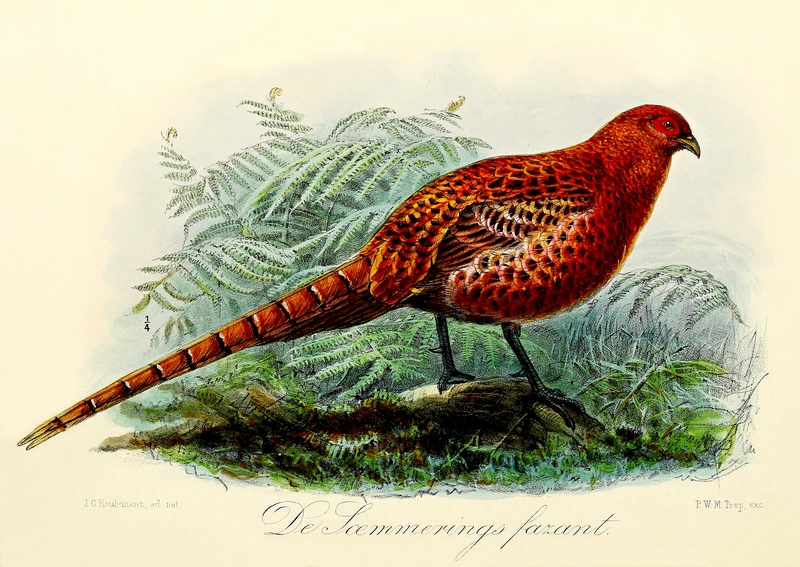 copper pheasant (Syrmaticus soemmerringii); DISPLAY FULL IMAGE.