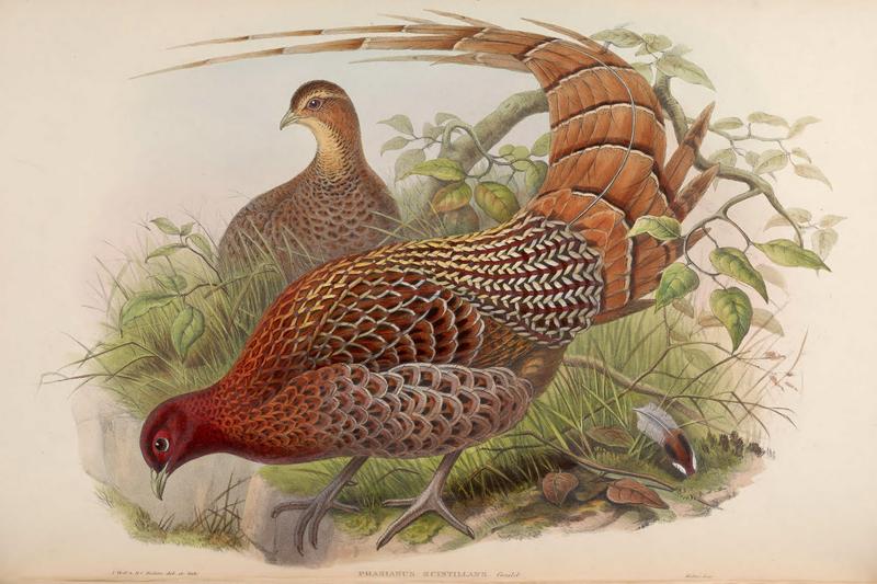 copper pheasant (Syrmaticus soemmerringii); DISPLAY FULL IMAGE.