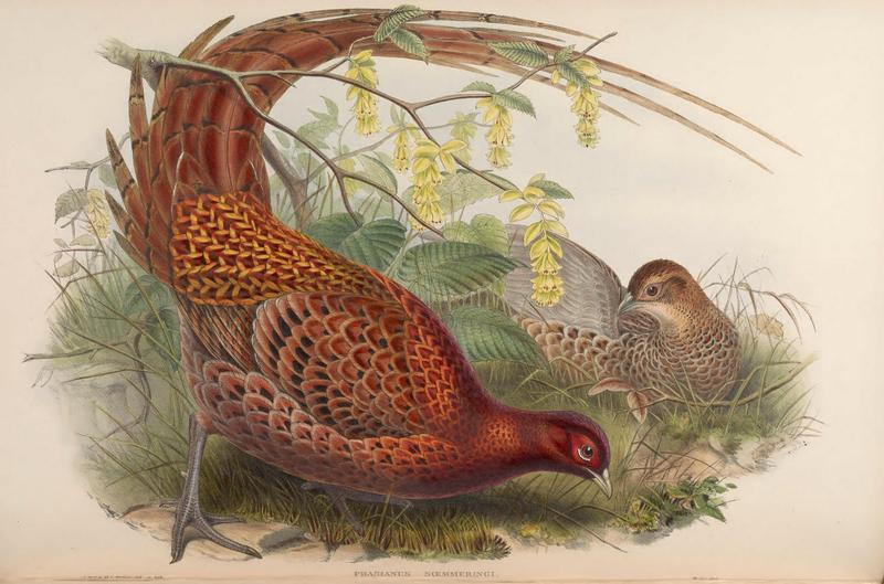 copper pheasant (Syrmaticus soemmerringii); DISPLAY FULL IMAGE.