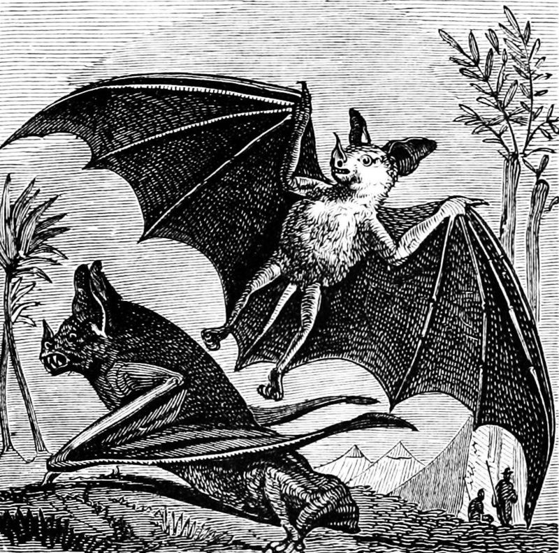 spectral bat (Vampyrum spectrum); DISPLAY FULL IMAGE.