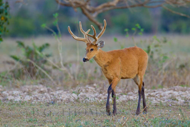 marsh deer (Blastocerus dichotomus); DISPLAY FULL IMAGE.