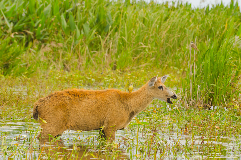 marsh deer (Blastocerus dichotomus); DISPLAY FULL IMAGE.