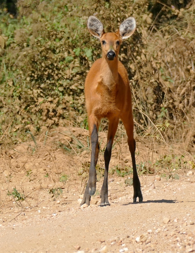 marsh deer (Blastocerus dichotomus); DISPLAY FULL IMAGE.