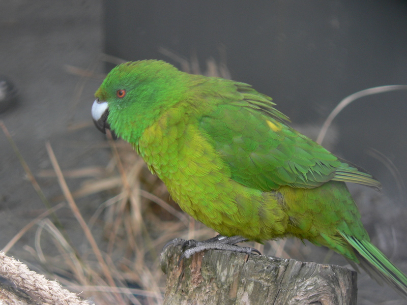 Antipodes Island parakeet (Cyanoramphus unicolor); DISPLAY FULL IMAGE.