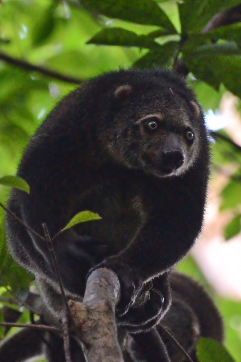 Sulawesi bear cuscus (Ailurops ursinus); DISPLAY FULL IMAGE.