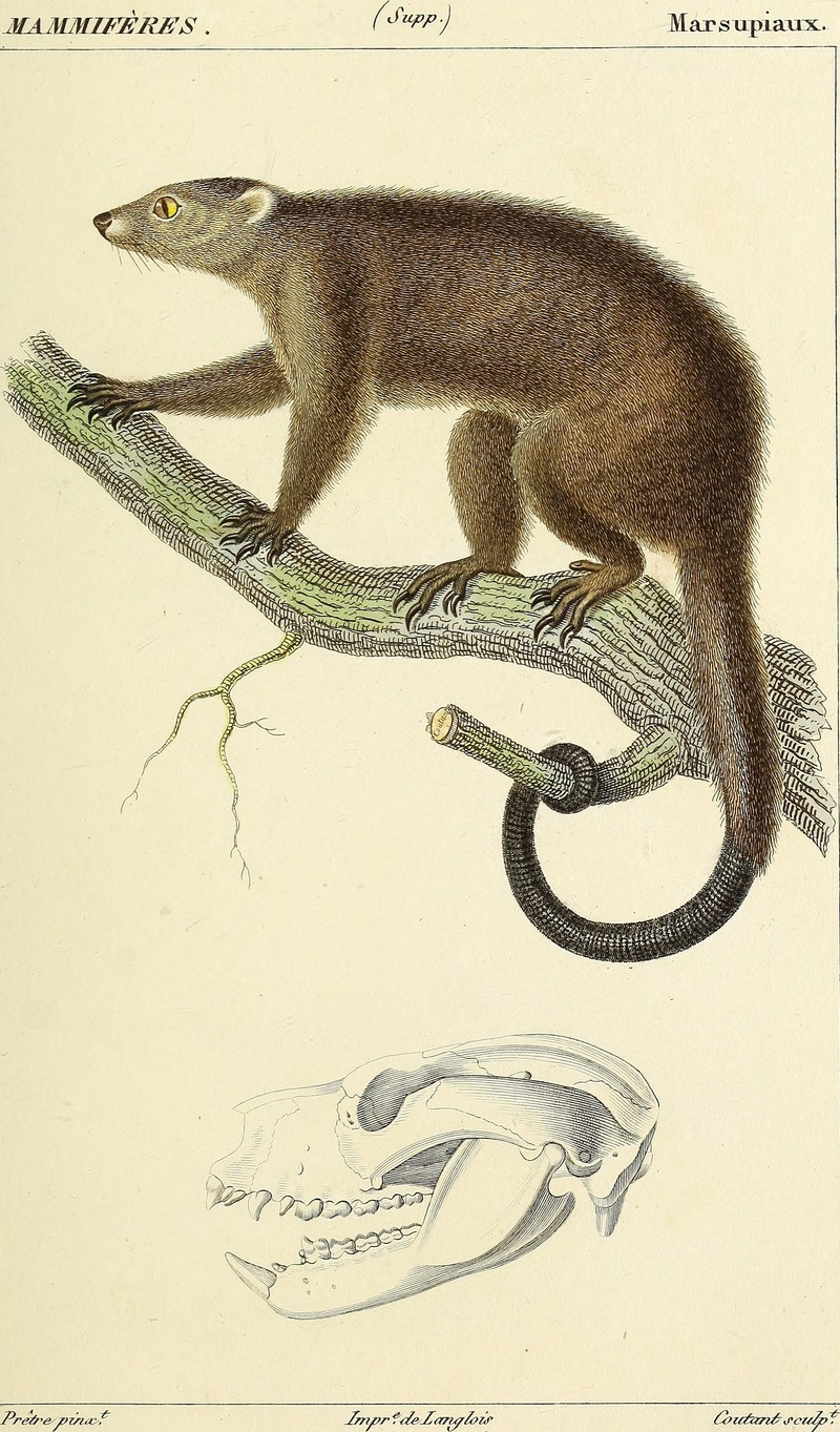 Sulawesi bear cuscus (Ailurops ursinus); DISPLAY FULL IMAGE.