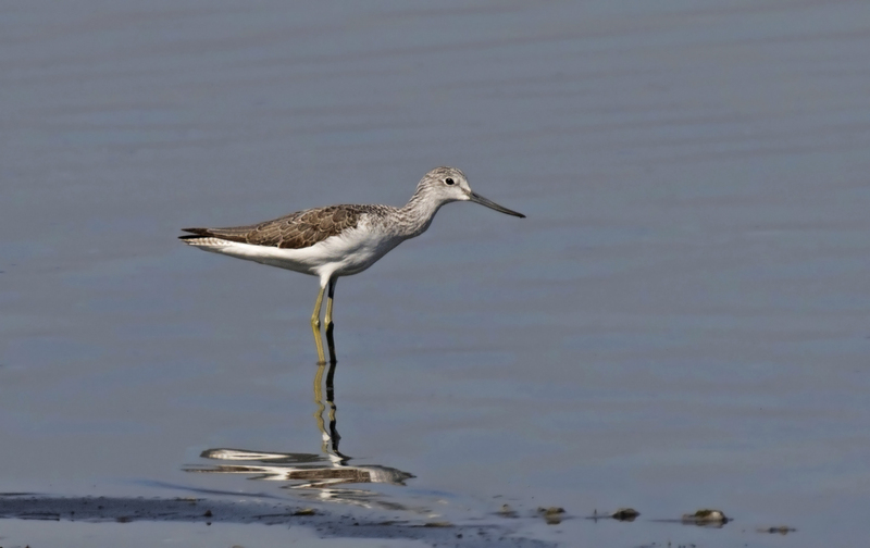 common greenshank (Tringa nebularia); DISPLAY FULL IMAGE.