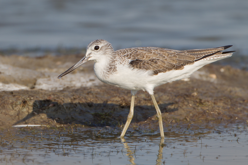 common greenshank (Tringa nebularia); DISPLAY FULL IMAGE.