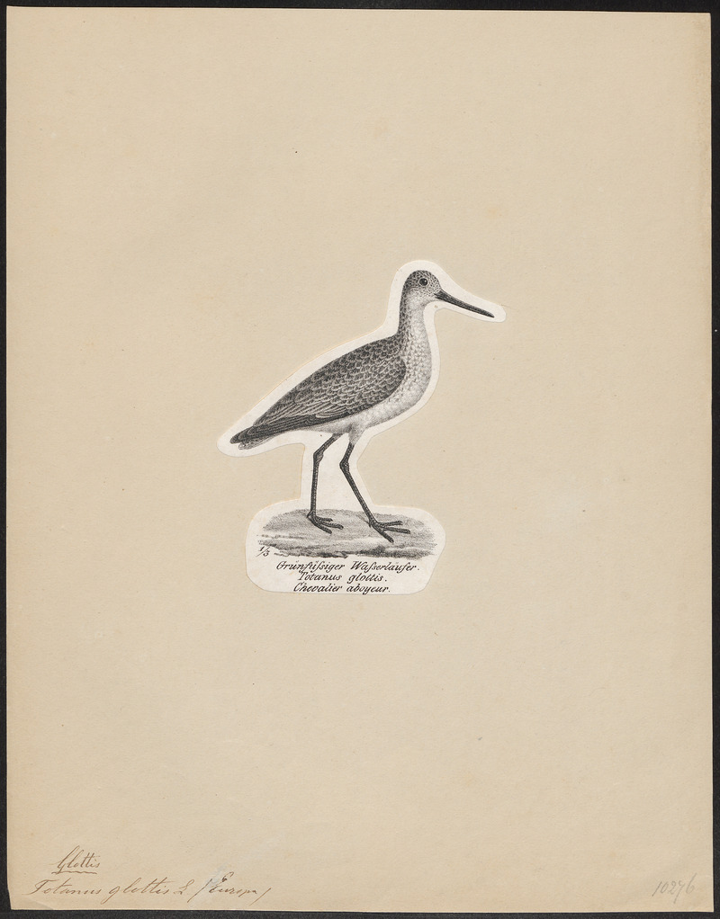 common greenshank (Tringa nebularia); DISPLAY FULL IMAGE.