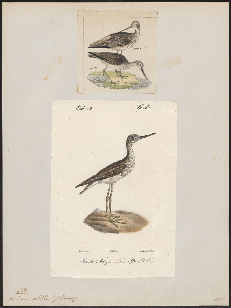 common greenshank (Tringa nebularia); DISPLAY FULL IMAGE.
