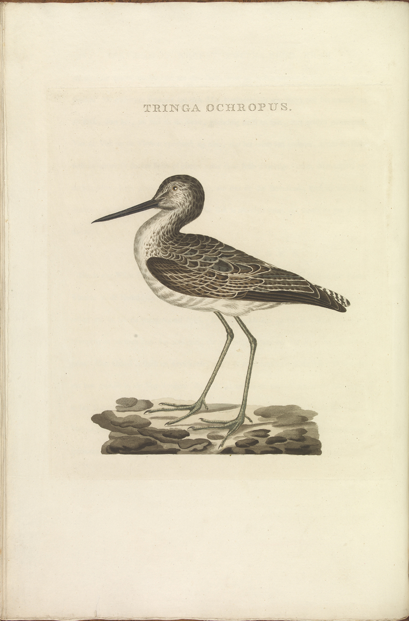 common greenshank (Tringa nebularia); DISPLAY FULL IMAGE.