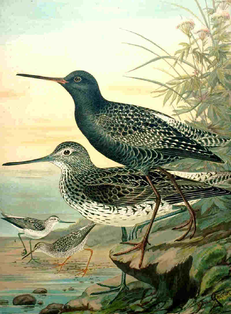 spotted redshank (Tringa erythropus), common greenshank (Tringa nebularia); DISPLAY FULL IMAGE.