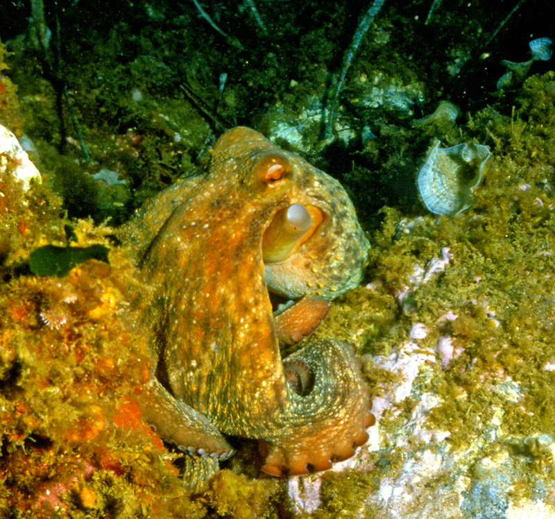 common octopus (Octopus vulgaris); DISPLAY FULL IMAGE.