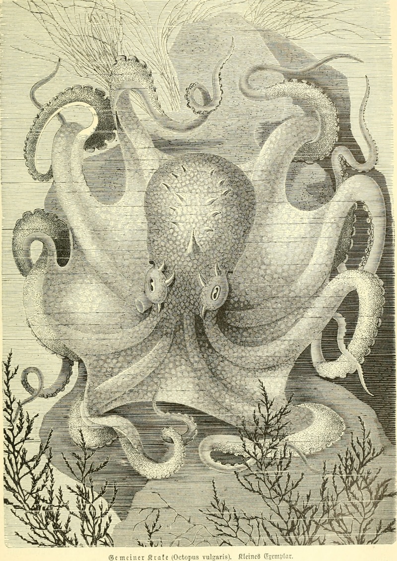 common octopus (Octopus vulgaris); DISPLAY FULL IMAGE.