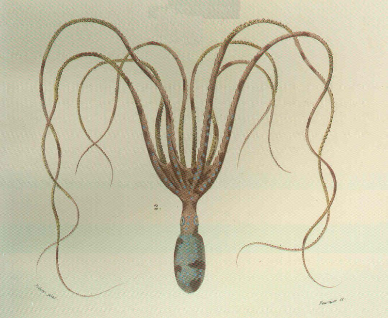 common octopus (Octopus vulgaris); DISPLAY FULL IMAGE.