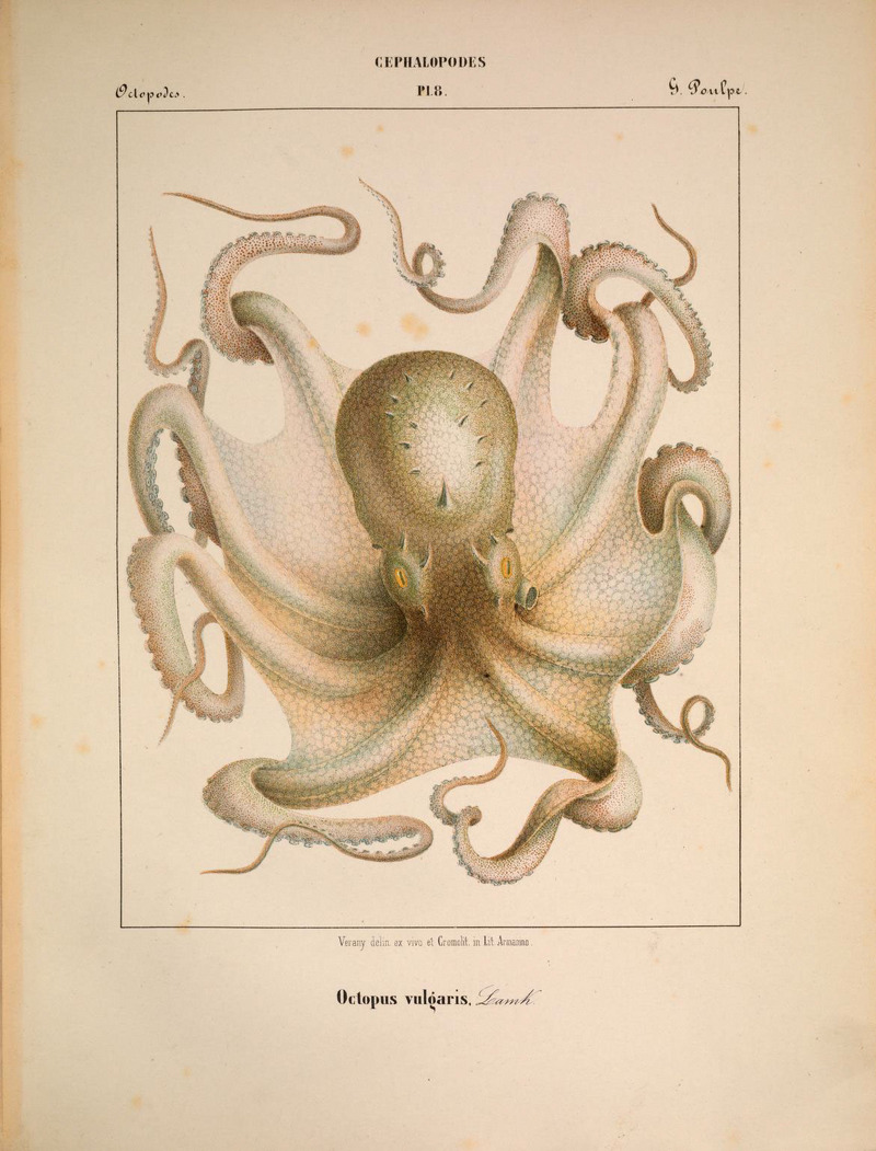 common octopus (Octopus vulgaris); DISPLAY FULL IMAGE.