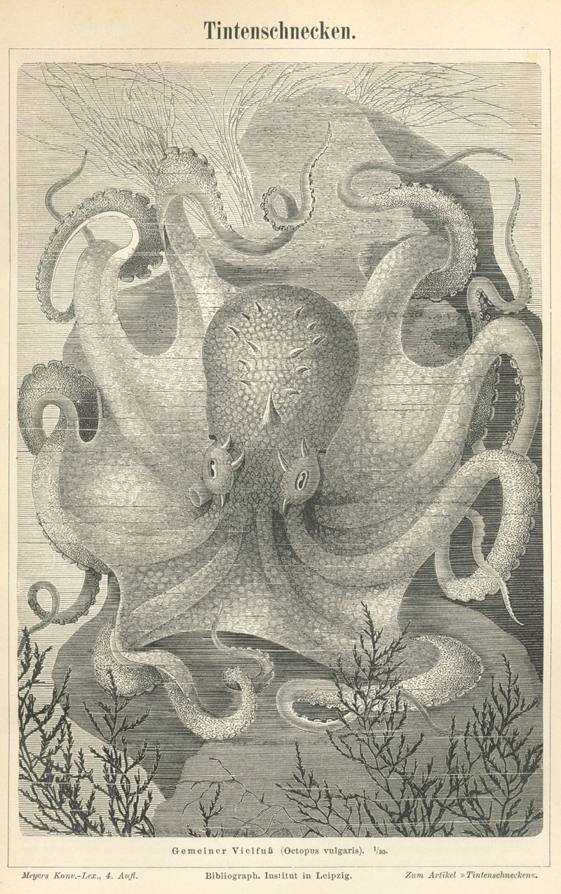 common octopus (Octopus vulgaris); DISPLAY FULL IMAGE.