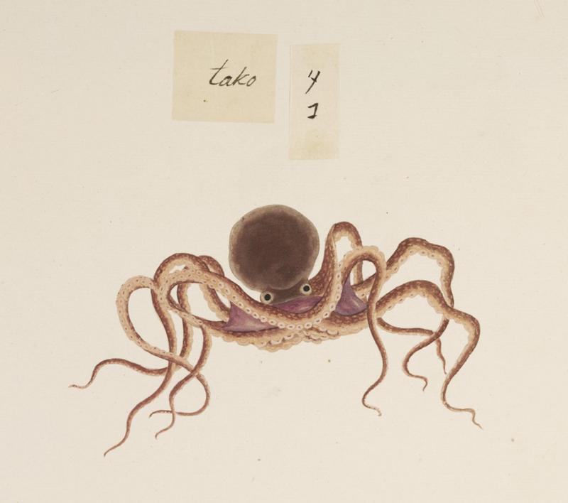 common octopus (Octopus vulgaris); DISPLAY FULL IMAGE.
