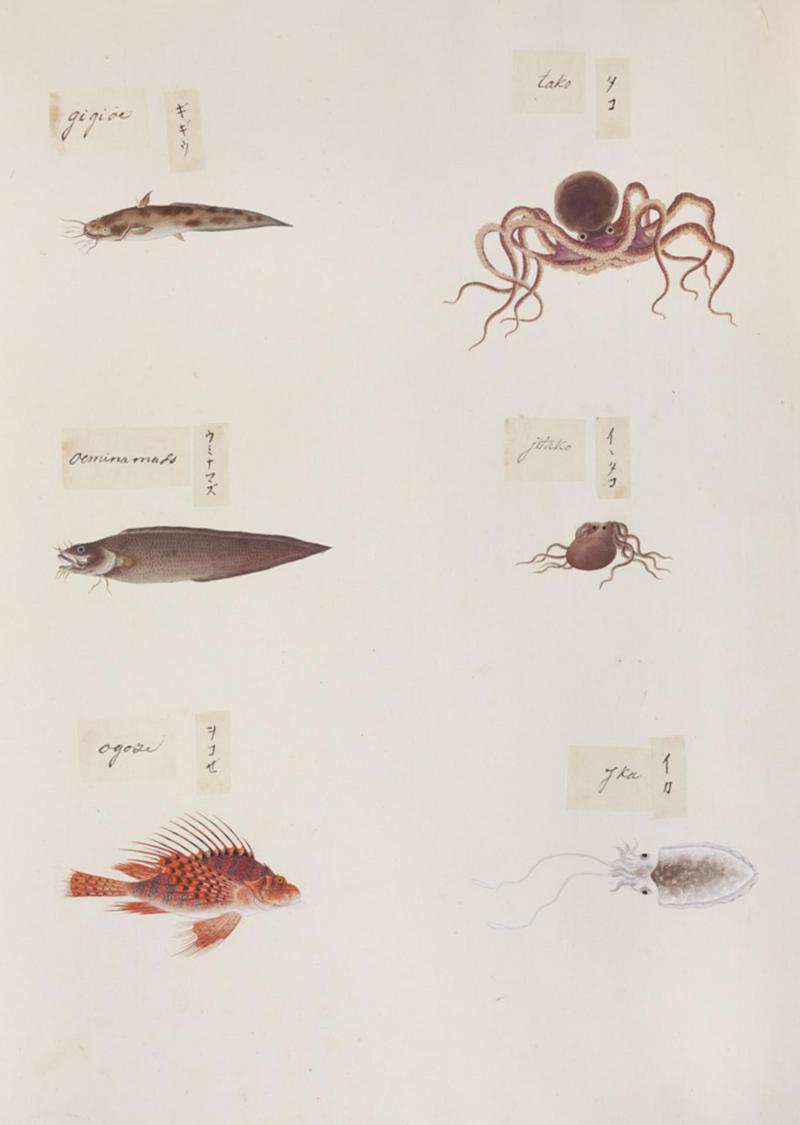 striped eel catfish (Plotosus lineatus), common octopus (Octopus vulgaris), goatsbeard brotula (Brotula multibarbata), Octopus sp., Luna lionfish (Pterois lunulata), Sepia sp.; DISPLAY FULL IMAGE.