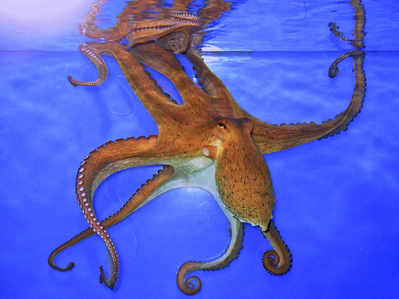 common octopus (Octopus vulgaris); DISPLAY FULL IMAGE.