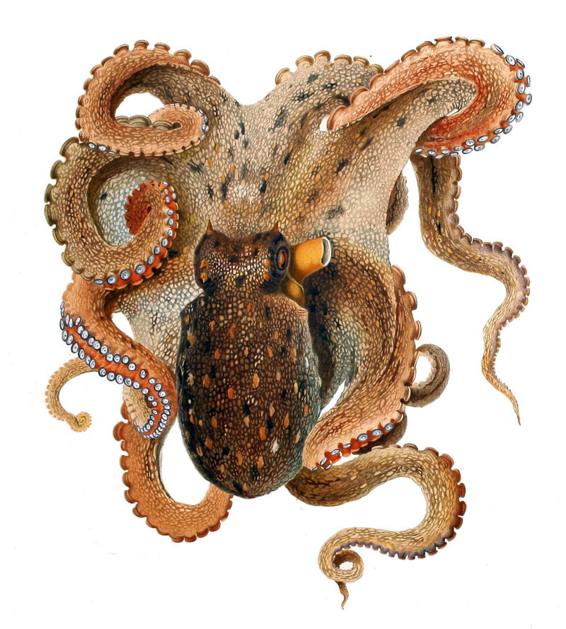 common octopus (Octopus vulgaris); DISPLAY FULL IMAGE.