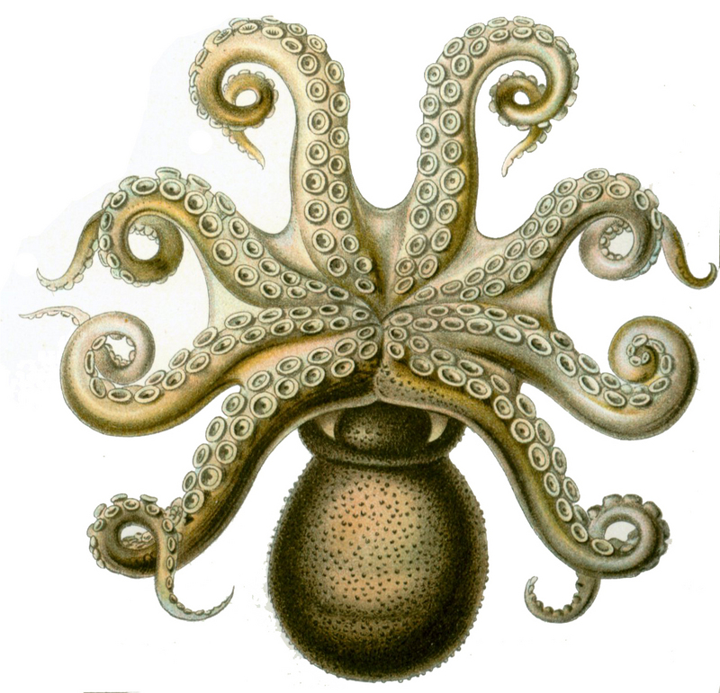 common octopus (Octopus vulgaris); DISPLAY FULL IMAGE.