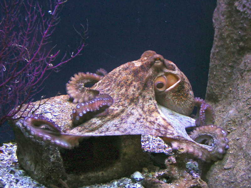 common octopus (Octopus vulgaris); DISPLAY FULL IMAGE.