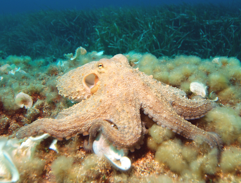 common octopus (Octopus vulgaris); DISPLAY FULL IMAGE.