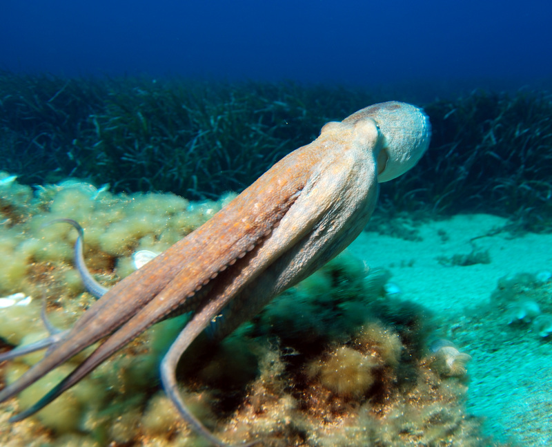 common octopus (Octopus vulgaris); DISPLAY FULL IMAGE.