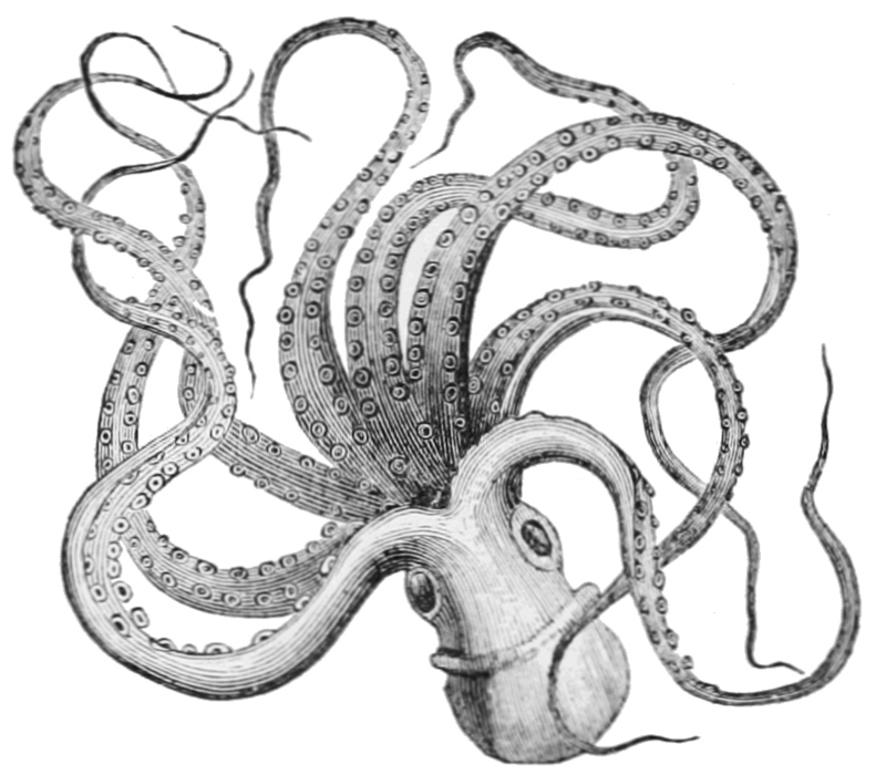 common octopus (Octopus vulgaris); DISPLAY FULL IMAGE.