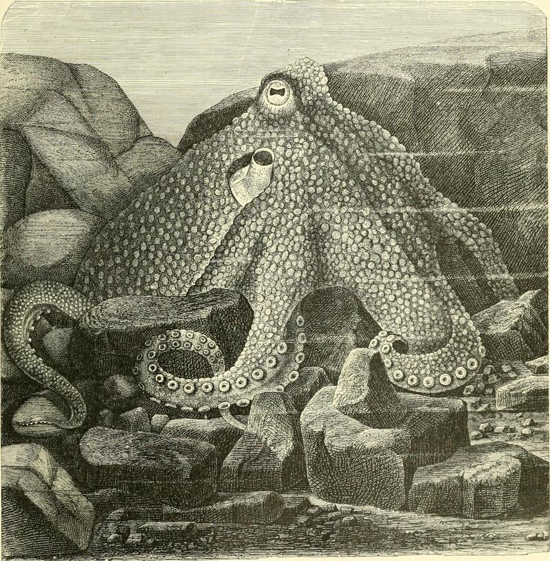 common octopus (Octopus vulgaris); DISPLAY FULL IMAGE.