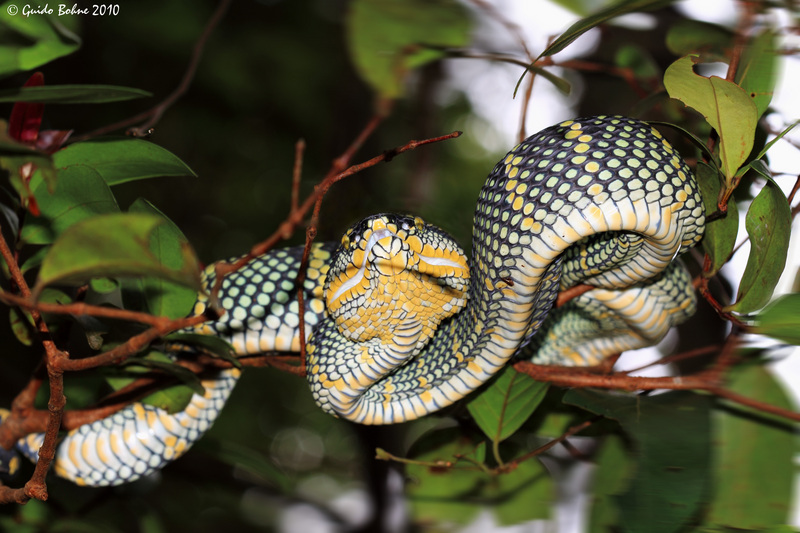 Wagler's pit viper, temple viper (Tropidolaemus wagleri); DISPLAY FULL IMAGE.