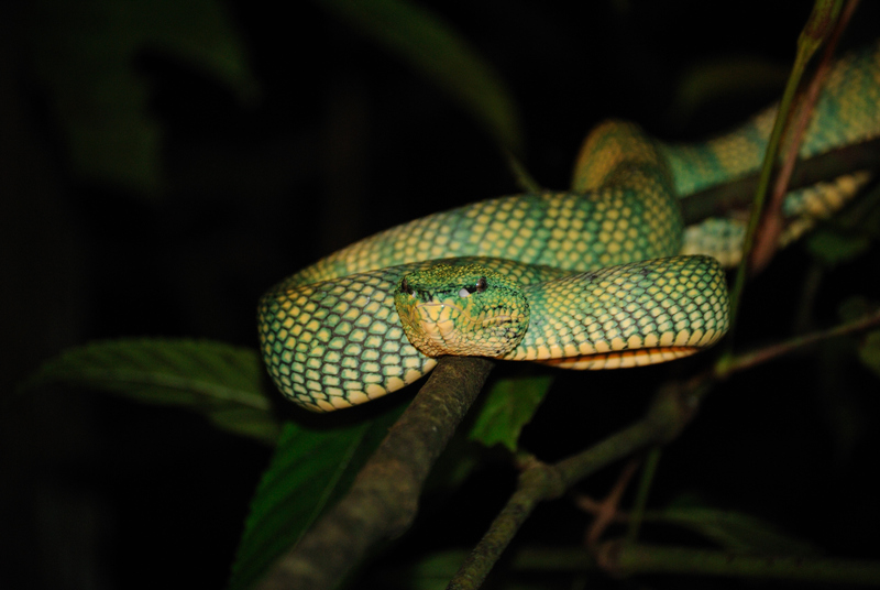 Wagler's pit viper, temple viper (Tropidolaemus wagleri); DISPLAY FULL IMAGE.