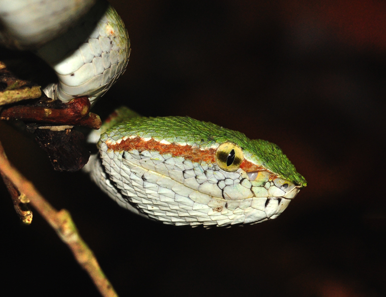 Wagler's pit viper, temple viper (Tropidolaemus wagleri); DISPLAY FULL IMAGE.