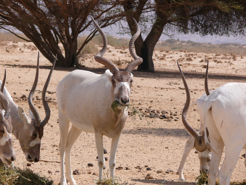 addax, white antelope (Addax nasomaculatus); DISPLAY FULL IMAGE.