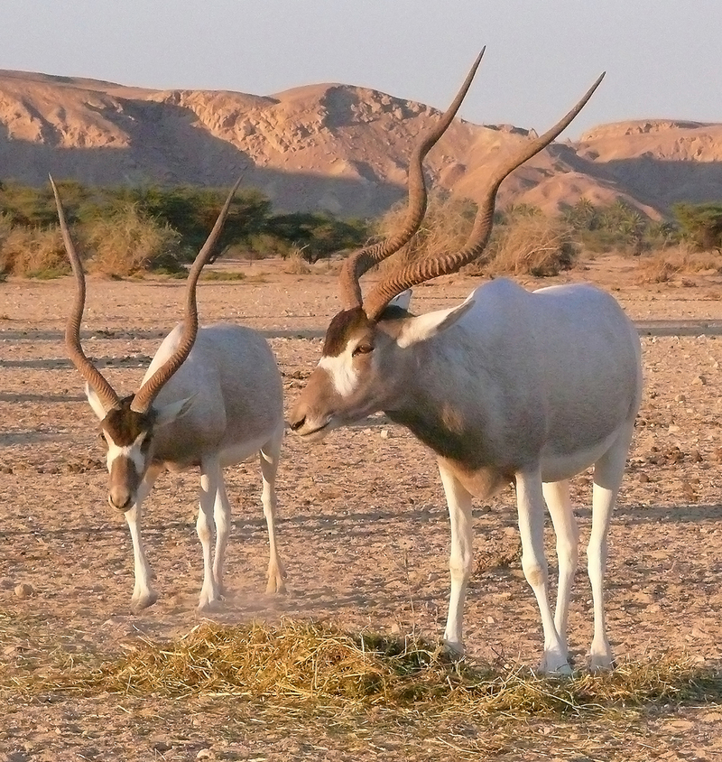 addax, white antelope (Addax nasomaculatus); DISPLAY FULL IMAGE.