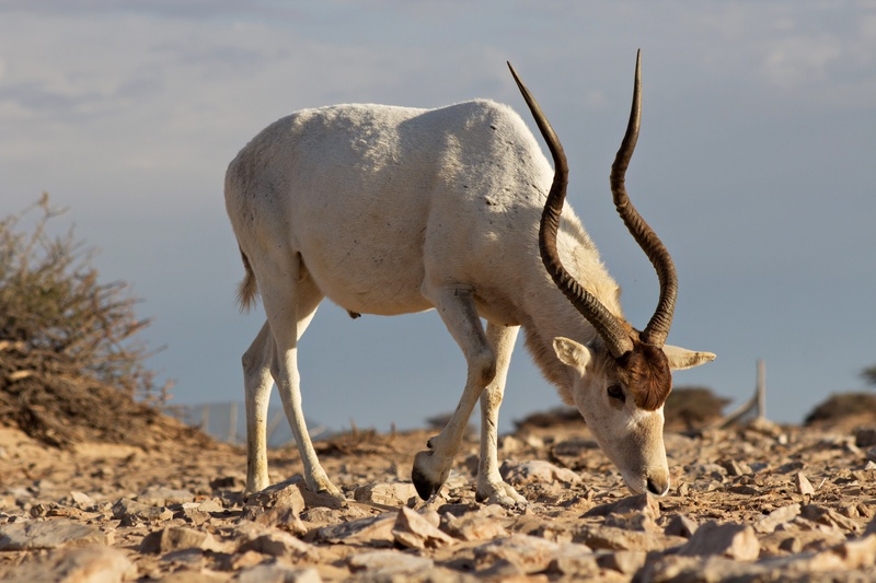 addax, white antelope (Addax nasomaculatus); DISPLAY FULL IMAGE.